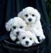 Magnifiques chiots bichon maltais à donner - photo 1