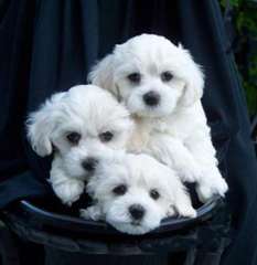 Magnifiques chiots bichon maltais à donner