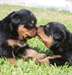 Deux chiots rottweiler bienvenus - photo 1