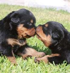Deux chiots rottweiler bienvenus