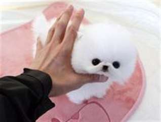 Chiot spitz nain lof