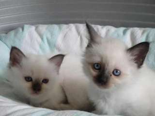 Deux Chatons Sacré de Birmanie Chocolat Point