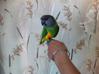 je donne adorable youyou du sénégal