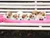 superbes chiots jack russel - photo 1
