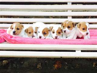 superbes chiots jack russel