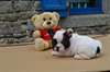 URGENT Chiots bouledogue français - photo 1