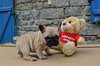 URGENT Chiots bouledogue français - photo 2