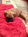 Nous avons à la vente 2 chiot de boxeur gauche. K - photo 1