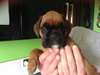 Nous avons à la vente 2 chiot de boxeur gauche. K - photo 2