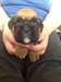 Nous avons à la vente 2 chiot de boxeur gauche. K - photo 3