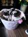 Pug libre pour vous - photo 1