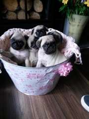 Pug libre pour vous