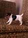 YORKSHIRE TERRIER a  ta disposition - photo 1
