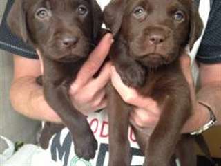 Les chiots Labrador chocolat noir et le chocolat 2