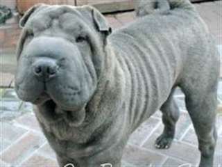 chiots shar pei dispo