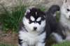 chiots Siberian Husky - photo 1