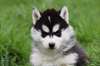 chiots Siberian Husky - photo 2