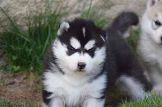chiots Siberian Husky