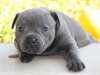 BLEU staffy PUPS - photo 1