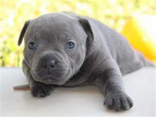 BLEU staffy PUPS