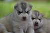 adorable chiot husky sibérien - photo 2