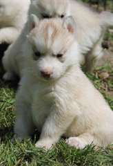 adorable chiot husky sibérien