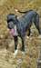 Lurcher Chiens pour adoption au Québec - photo 1