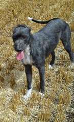 Lurcher Chiens pour adoption au Québec