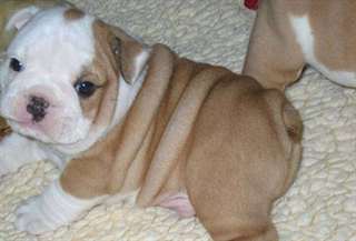 Chiots Bulldog Anglais
