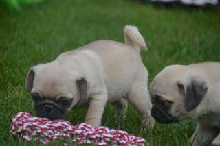 Chiots carlin lof sable ou noir