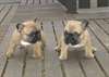 donner 2 chiots bouledogue francais contre bon so - photo 1
