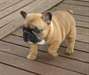 donner 2 chiots bouledogue francais contre bon so - photo 2