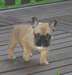 donner 2 chiots bouledogue francais contre bon so - photo 3