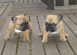 donner 2 chiots bouledogue francais contre bon so