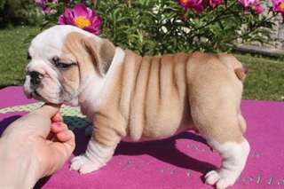chiot Bulldog Anglais
