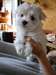 1 Yorkshire terrier puppy. - photo 1
