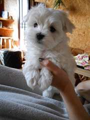 1 Yorkshire terrier puppy.