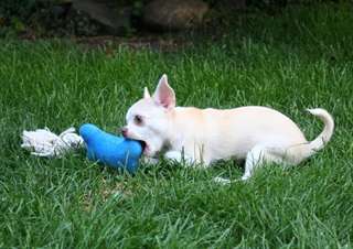 Chiots de race chihuahua mignons disponibles