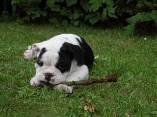 Adorable puppies14 bouledogue fran&#231;ais
