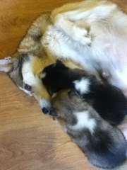  Husky sibérien chiots contacter