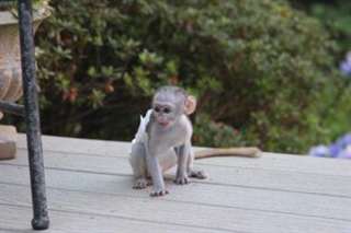 Bébé Singe Capucin intelligents, affectueux
