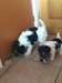 fox chiots terrier - photo 1