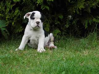 Adorable puppies14 bouledogue fran&#231;ais