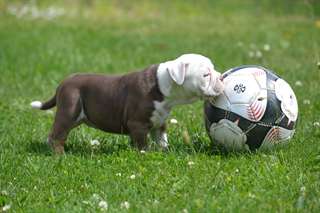 Puppies14 mignon bouledogue anglais