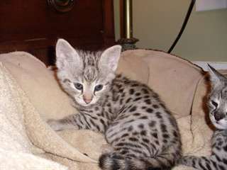 Bien socialisé F1 et F2 Savannah chatons disponibl