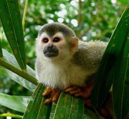 Noel Capucin adorable et Saïmiris