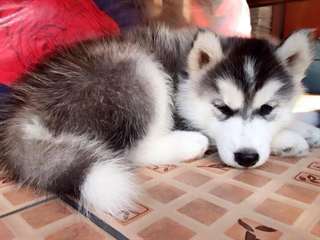 Chiot Husky Sibérien mâle