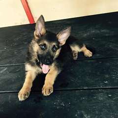 Superbe chiots Berger Allemand mâle et femelle