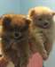Adorable femelle SPITZ NAIN - photo 1