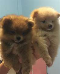 Adorable femelle SPITZ NAIN